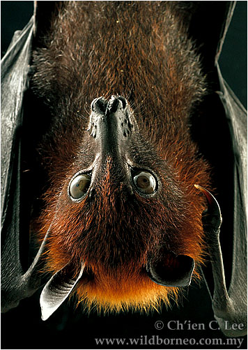 Largest Bats in the world - Large Flying Fox