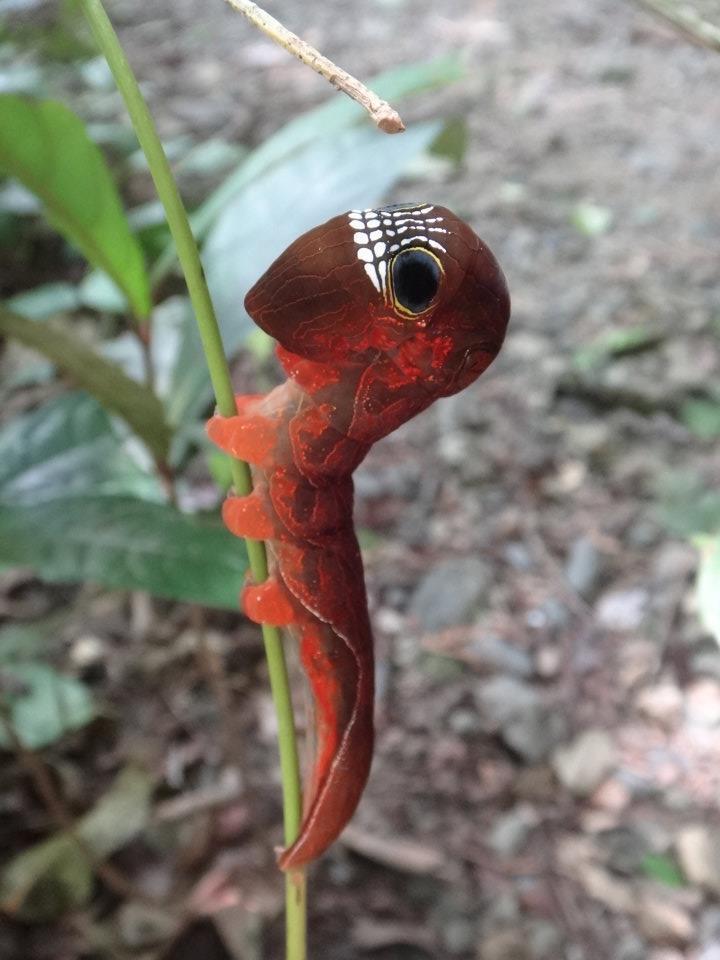 A Caterpillar with a Skull