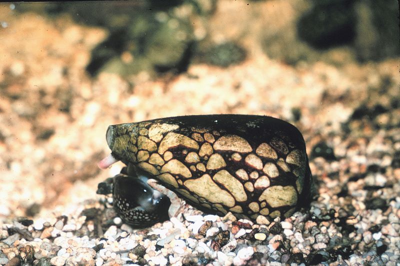 Deadliest Animals - Marbled Cone Snail