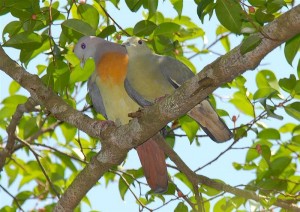 Most Colourful Pigeon - Pink-Necked Green Pigeon