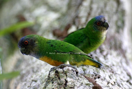 Smallest Parrot In the World - Pygmy Parrot