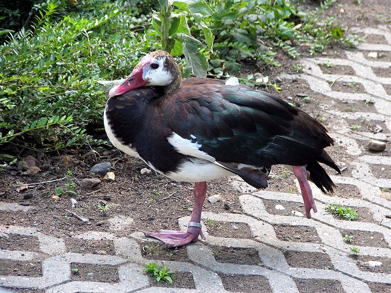 Poisonous Birds - Spur-Winged Goose