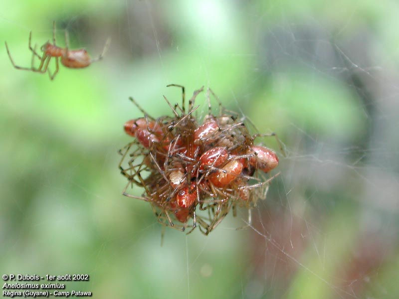 Raining Spiders - Anelosimus eximius