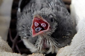 Crested Coua Chick