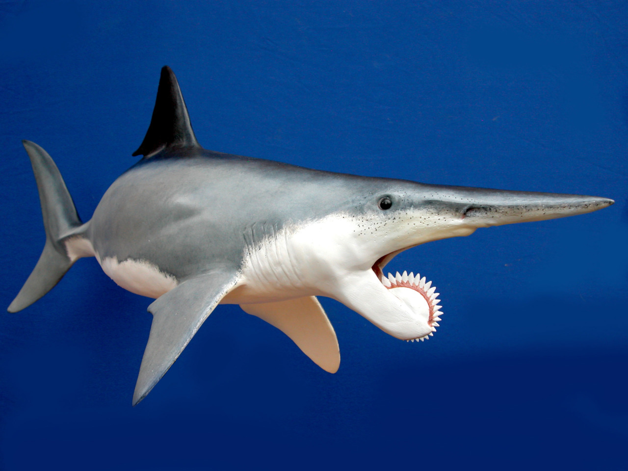 Evolution S Ultimate Predator Here Are Our Top 10 Prehistoric Sharks