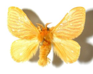 Adult Jewel Caterpillar