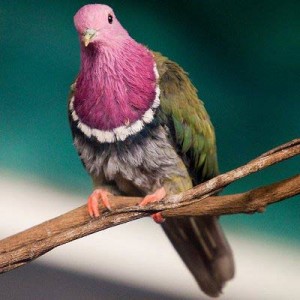 Pink-Necked Fruit Dove