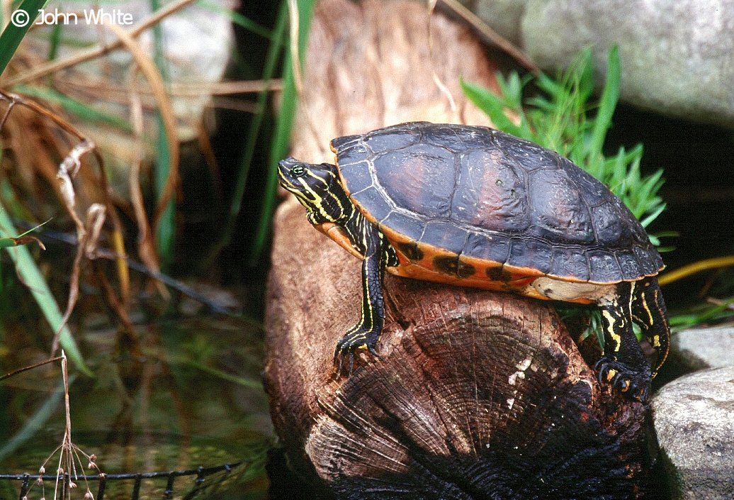 Red-Bellied Cooter