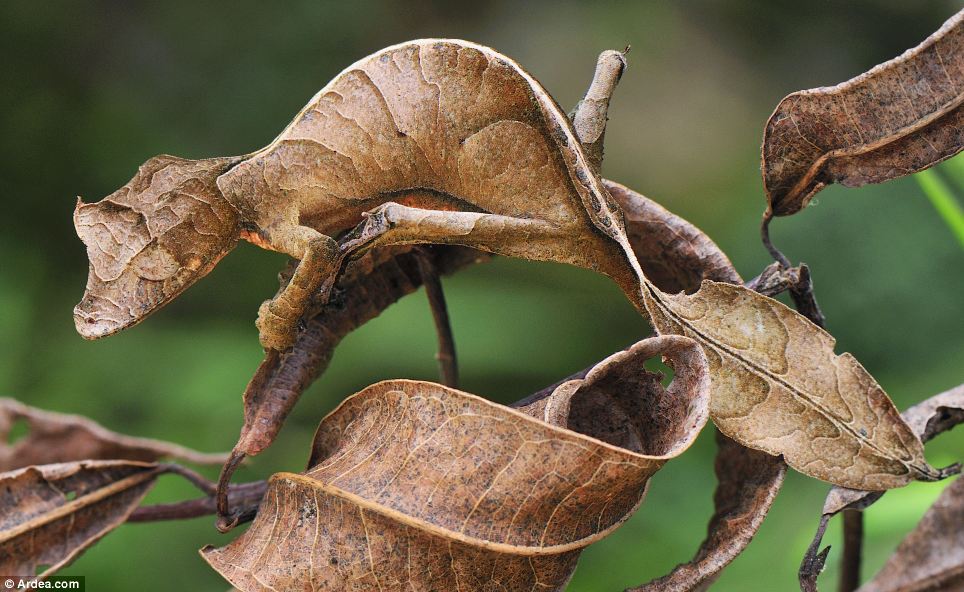 The Perfect Camouflage - Satanic Leaf Tailed Gecko