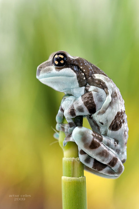 Wild Fact #80 – The Nocturnal Seeker – Amazon Milk Frog