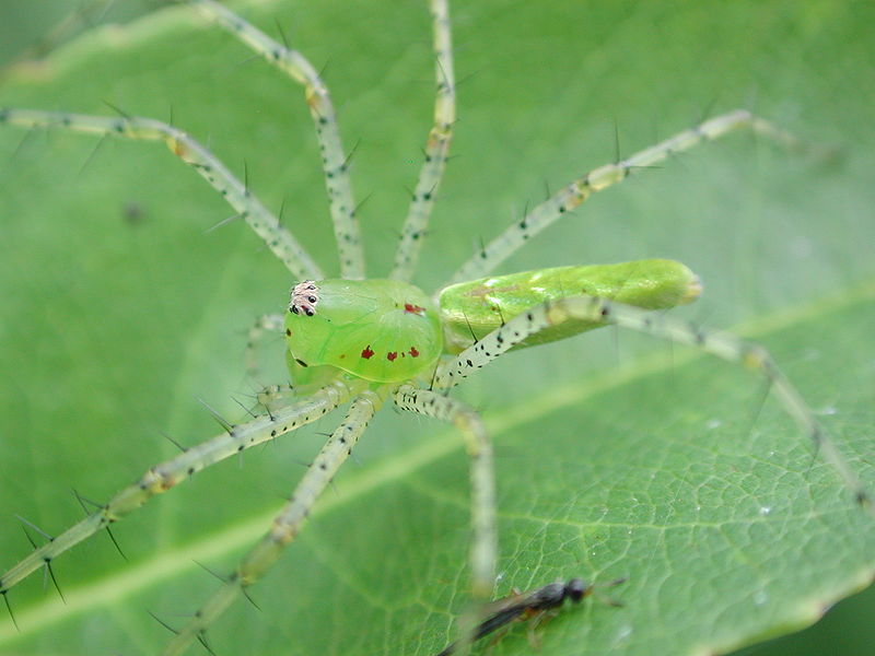 The Spider With CatLike Reflexes Green Lynx Spider