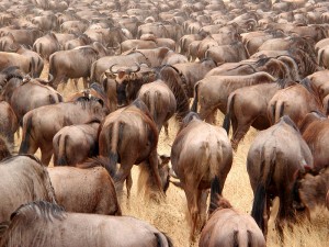 Blue Wildebeest Herd