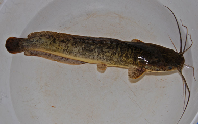 Sharptooth Catfish