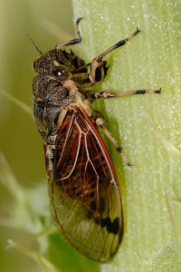 Cicada - 17 Years