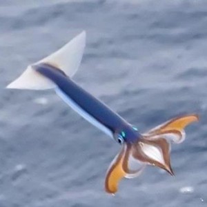 Japanese Flying Squid