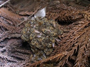 Japanese Honeybee Ball
