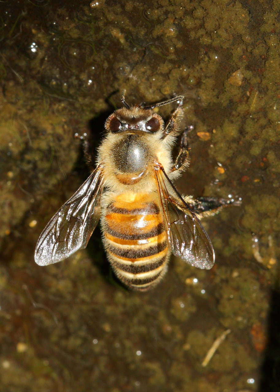 Japanese Honeybee