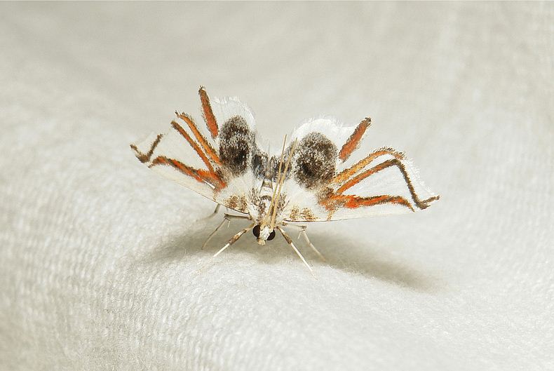 Lygodium Spider Moth