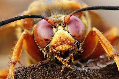 Cicada Killer Wasp