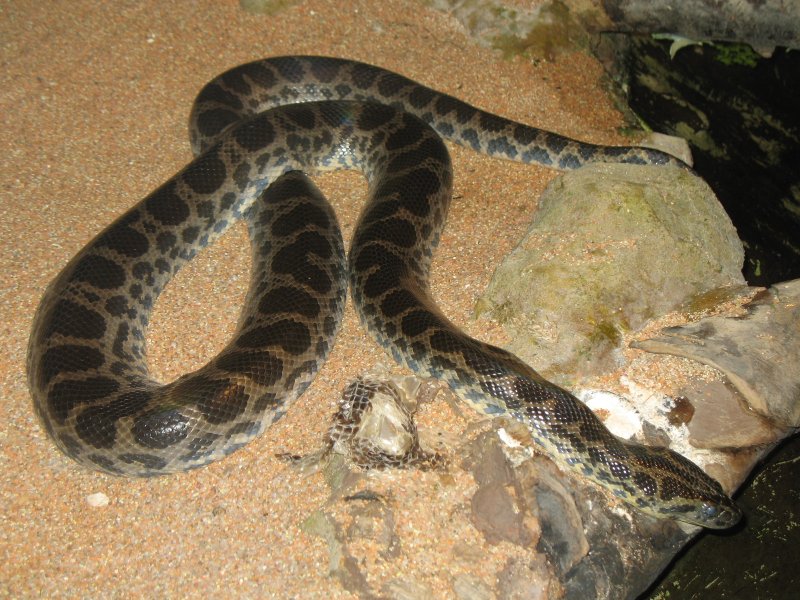 The Giant Water Loving Anaconda Dark Spotted Anaconda