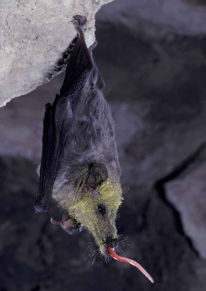 Mexican Long-Tongued Bat