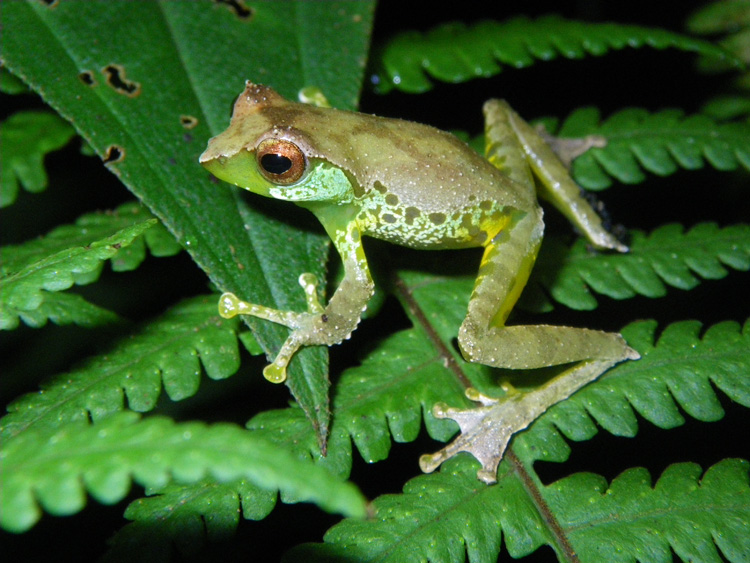 Quang's Tree Frog