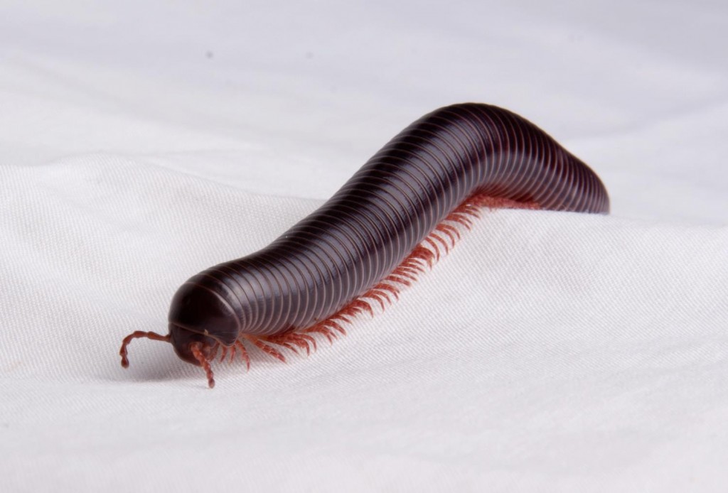 Millipedes Smell