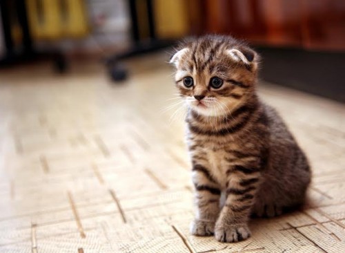11. Cute Kitten