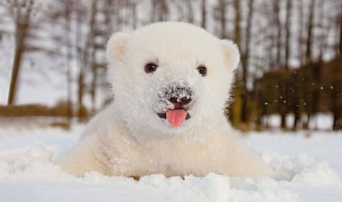 6. Baby Polar Bear