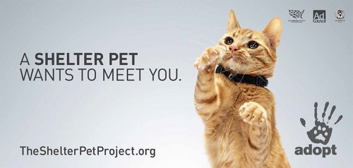 1. The Shelter Pet Project_1