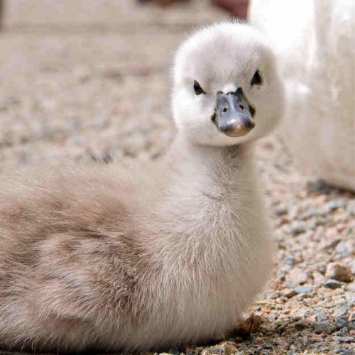 1. Fluffy Duckling