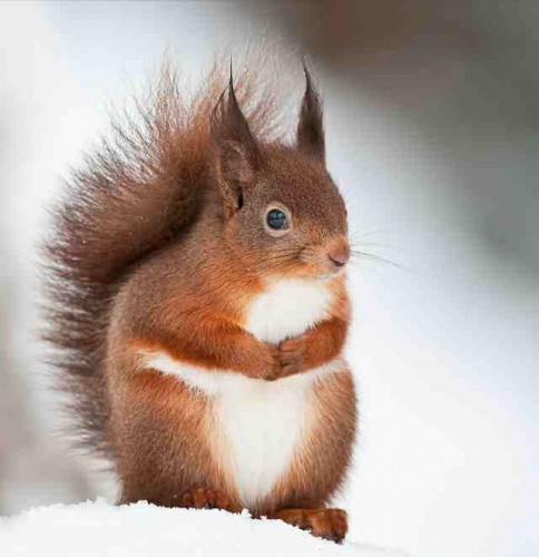 4. Red Squirrel