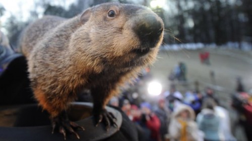 Crowds Gathering On Groundhog's Day For Punxsutawney Phil Tradition