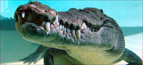 Saltwater-Crocodiles