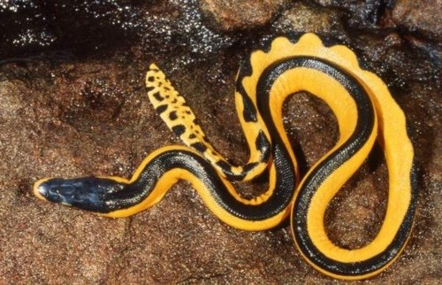 Yellow Bellied Sea Snake3