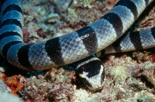 belcher's sea snake
