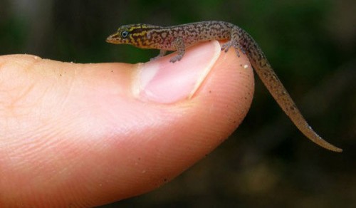 virgin islands dwarf gecko
