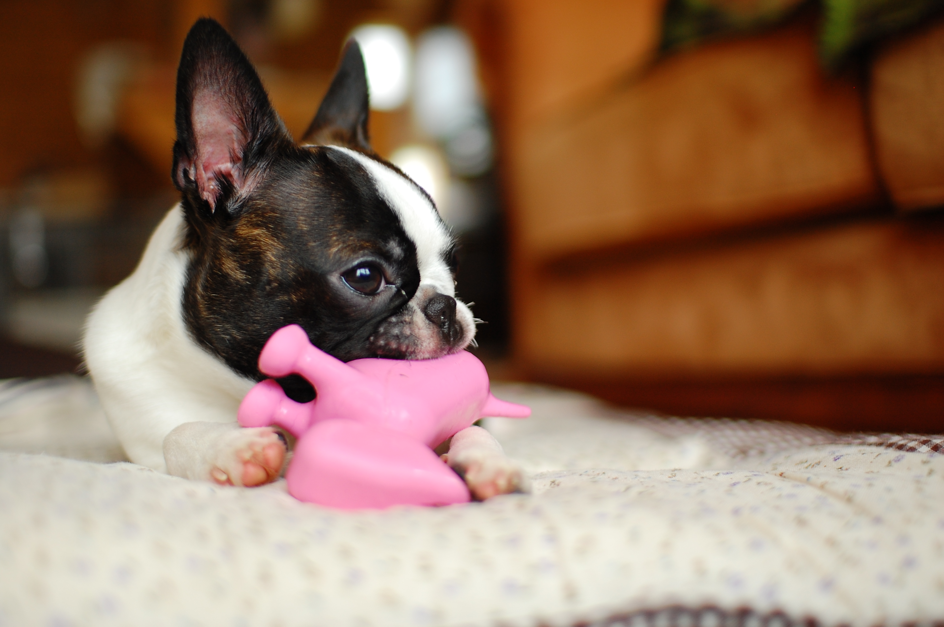 Boston terrier with toy