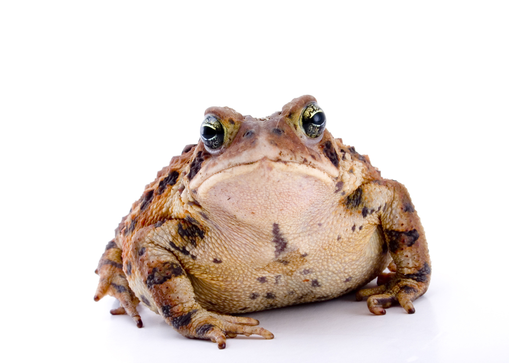 toad, natural disaster