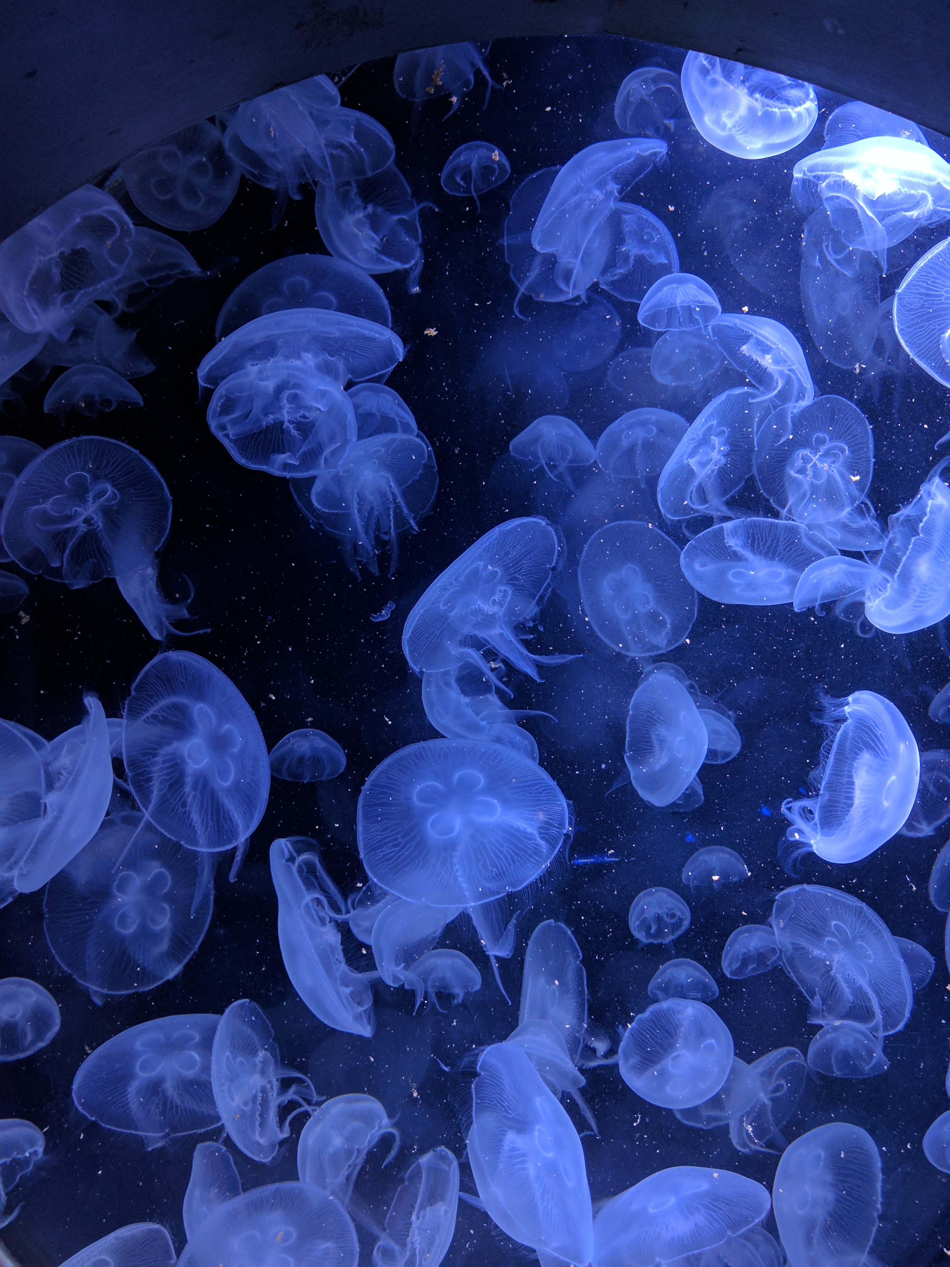 20 fascinating facts about jellyfish