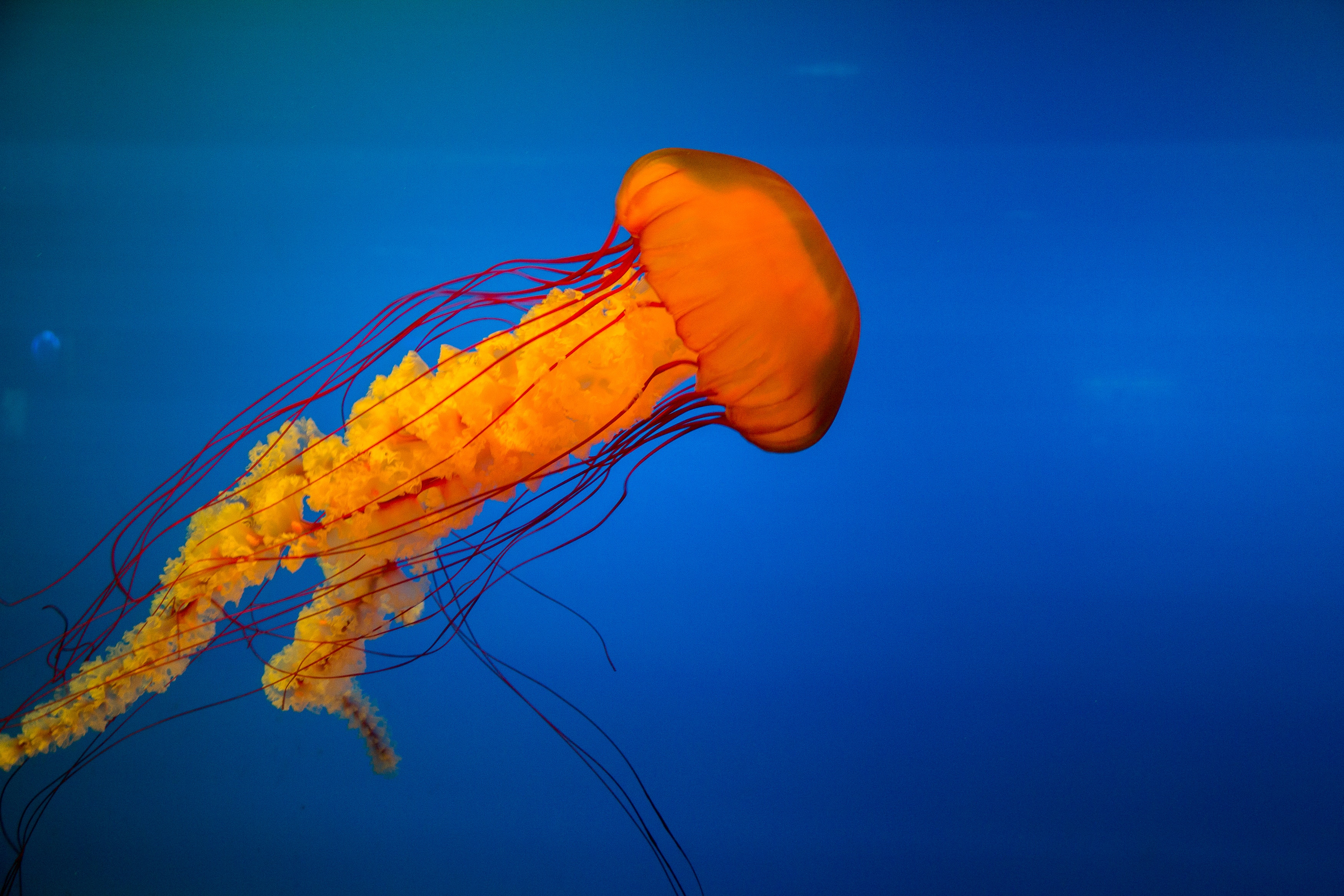 20 fascinating facts about jellyfish