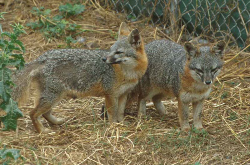 Island Fox - Animal Facts