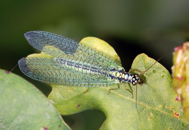 Green Lacewing | Common Lacewing