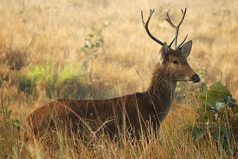 Barasingha | Swamp Deer