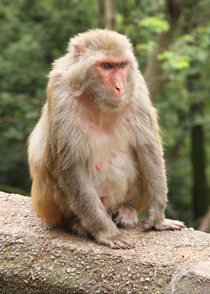 Rhesus Monkey | Rhesus Macaque