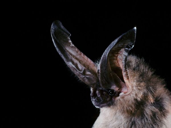 Ozark Big-Eared Bat