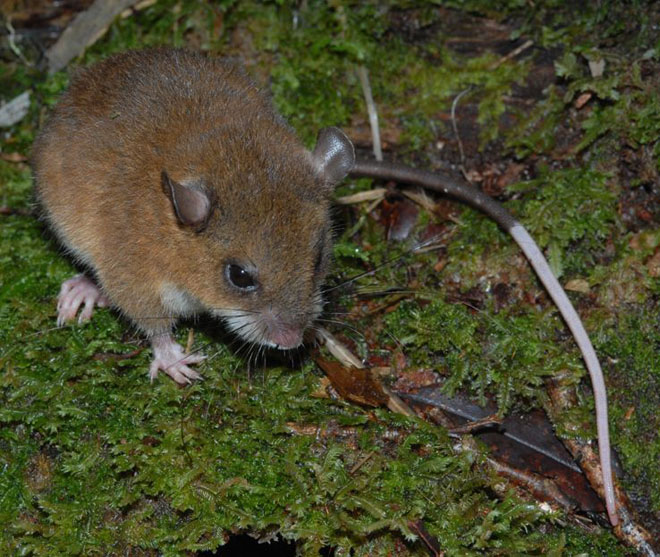 Long Tailed Montane Mouse