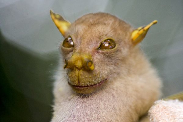 Tube Nosed Fruit Bat