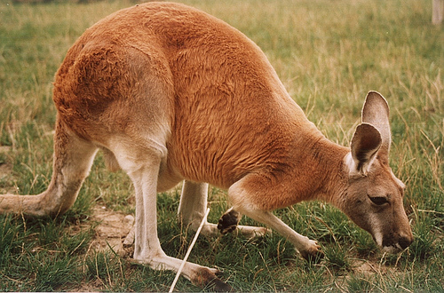 Red Kangaroo | Kangaroo Facts