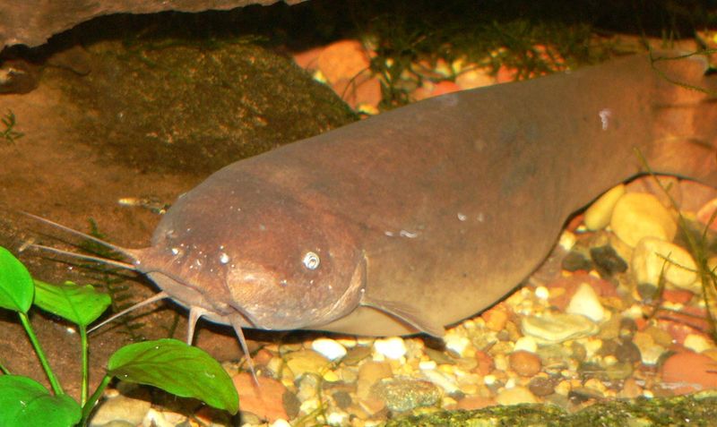 Electric Catfish Facts